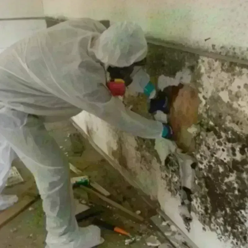 Mold Remediation and Removal in Rainsville, AL